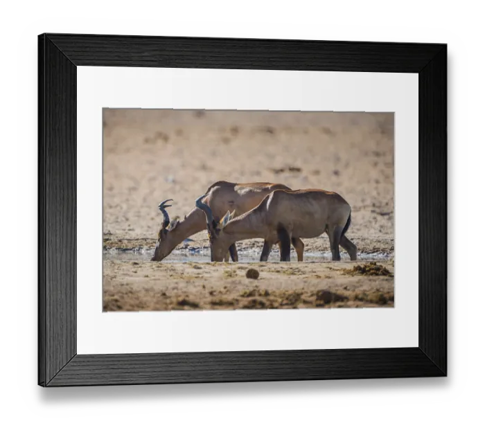 Framed Print : Red hartebeest (Alcelaphus buselaphus caama)