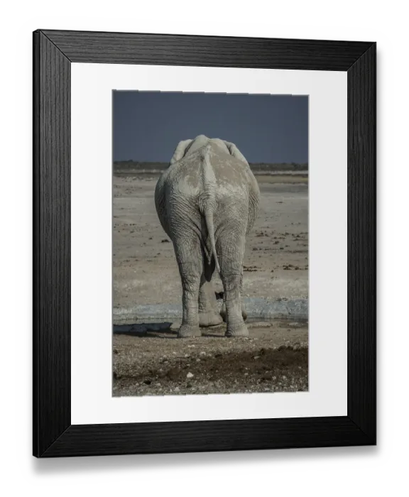 Framed Print : An African elephant (Loxodonta africana) drinking at a waterhole Framed Print : An African elephant (Loxodonta africana) drinking at a waterhole