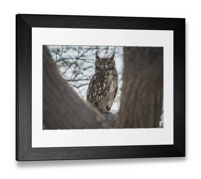 Framed Print : Spotted eagle-owl (Bubo africanus)