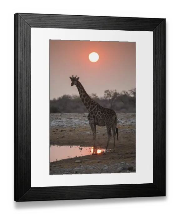 Framed Print : Angolan giraffe (Giraffa camelopardalis angolensis) at sunrise at a waterhole Framed Print : Angolan giraffe (Giraffa camelopardalis angolensis) at sunrise at a waterhole