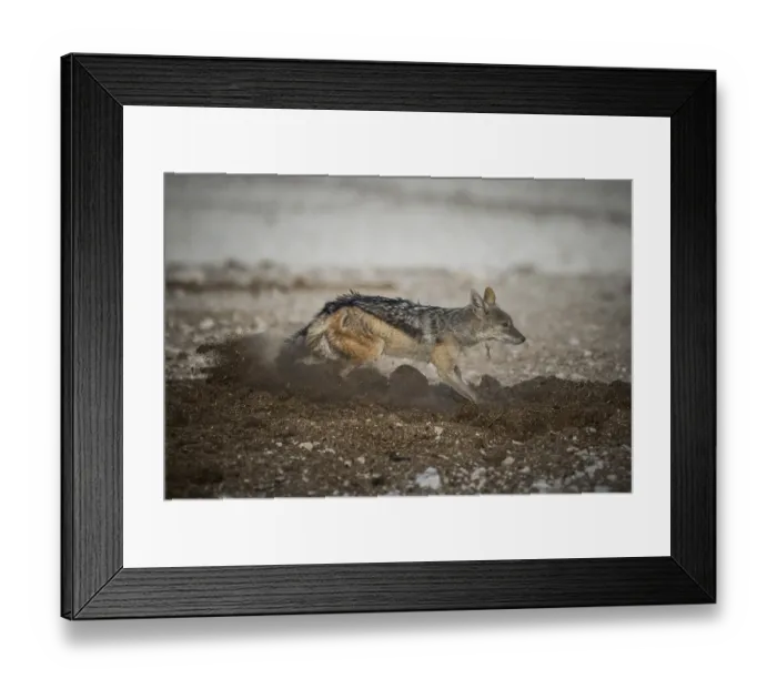 Framed Print : Black-backed jackal (Canis mesomelas) digging in elephant dung