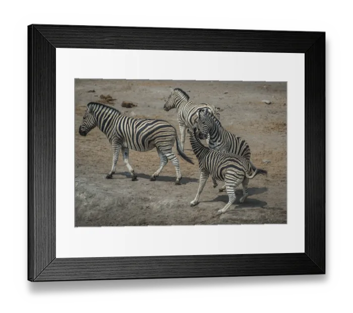 Framed Print : Steppe zebras (Equus burchelli) fighting Framed Print : Steppe zebras (Equus burchelli) fighting