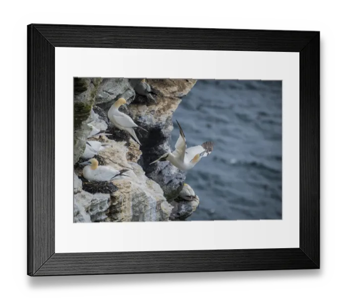Framed Print : A gannet (Morus bassanus) takes off from a breeding colony