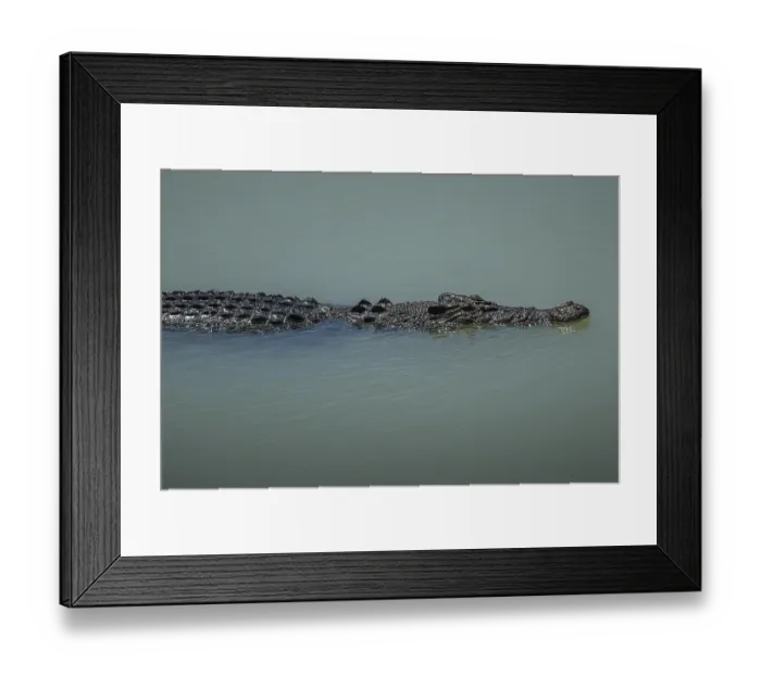 Framed Print : Saltwater crocodile Framed Print : Saltwater crocodile