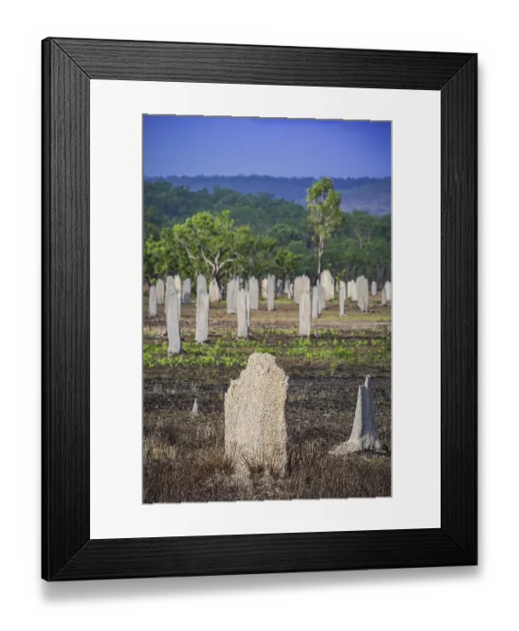 Framed Print : Construction of compass termites (Amitermes meridionalis)