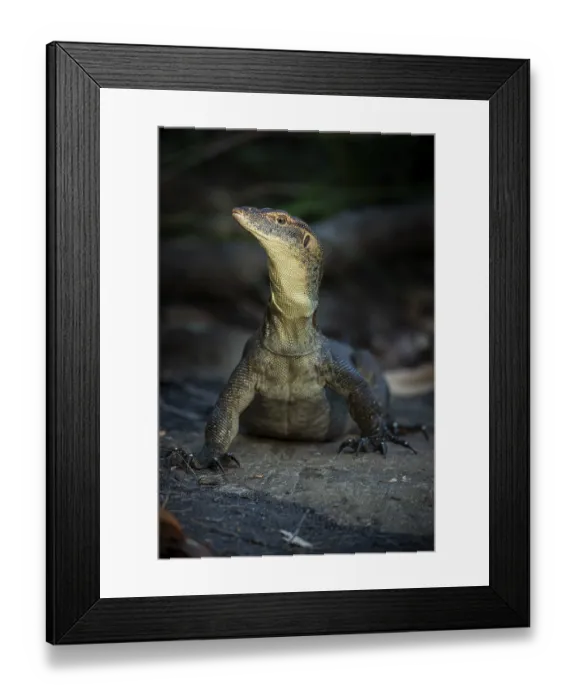 Framed Print : Mertens monitor lizard (Varanus mertensi)