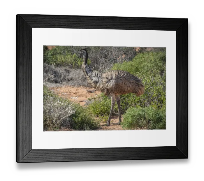 Framed Print : Emu (Dromaius novaehollandiae)