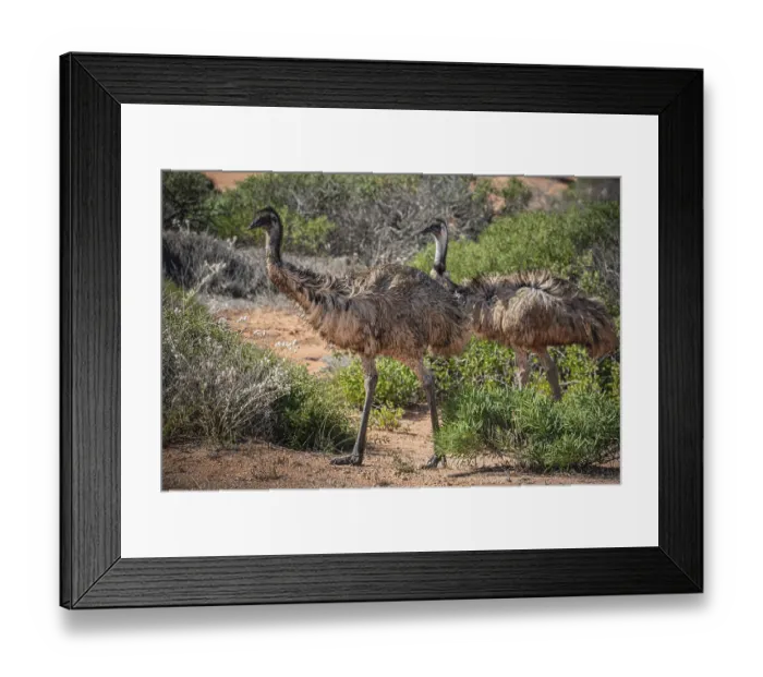 Framed Print : Emus (Dromaius novaehollandiae)