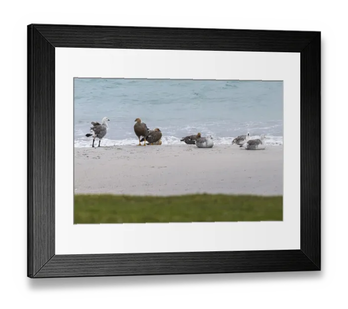 Framed Print : Magellanic Geese (Chloephaga picta)
