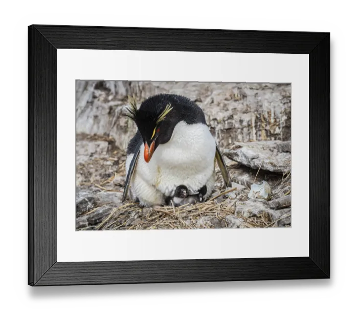 Framed Print : Rockhopper penguin (Eudyptes chrysocome) breeding
