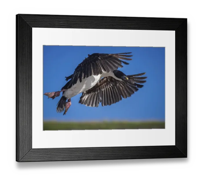 Framed Print : Blue-eyed Cormorant (Phalacrocorax atriceps) Framed Print : Blue-eyed Cormorant (Phalacrocorax atriceps)