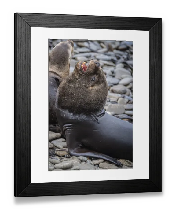 Framed Print : Maned seal (Otaria flavescens)