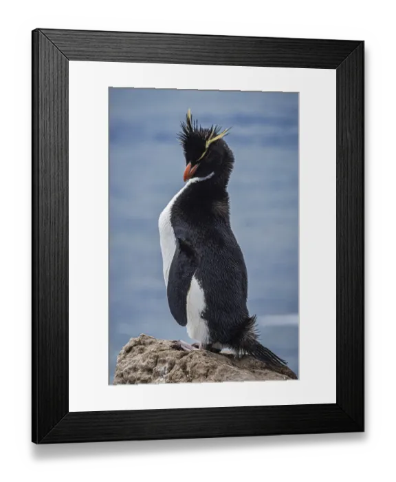 Framed Print : Rockhopper penguin (Eudyptes chrysocome) cleaning its feathers