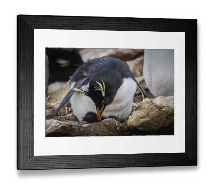 Framed Print : Rockhopper penguin (Eudyptes chrysocome)
