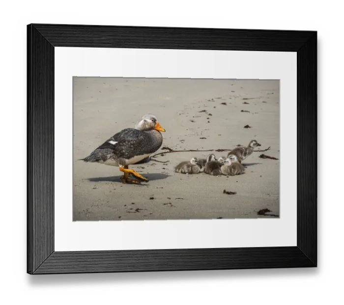 Framed Print : Falkland Steamer Duck (Tachyeres brachydactyla)