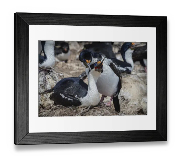Framed Print : Blue-eyed Cormorant (Phalacrocorax atriceps) Framed Print : Blue-eyed Cormorant (Phalacrocorax atriceps)