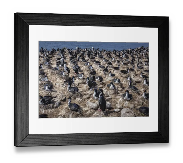 Framed Print : Blue-eyed Cormorant (Phalacrocorax atriceps)
