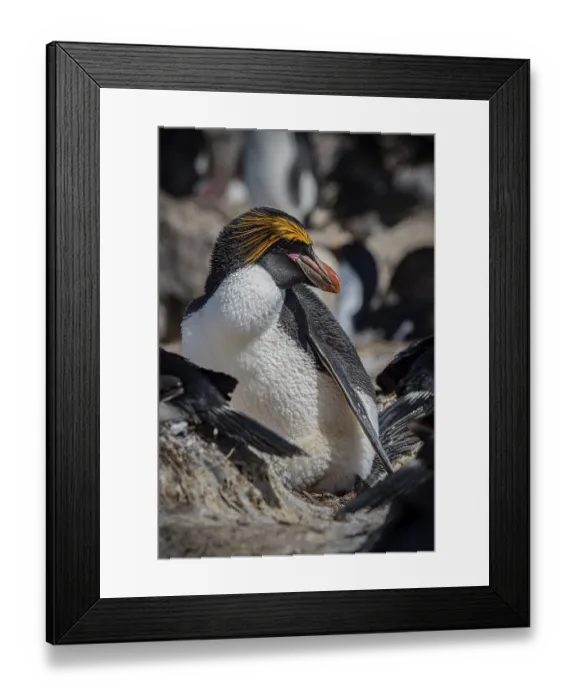 Framed Print : Golden crested penguin (Eudyptes chrysolophus)