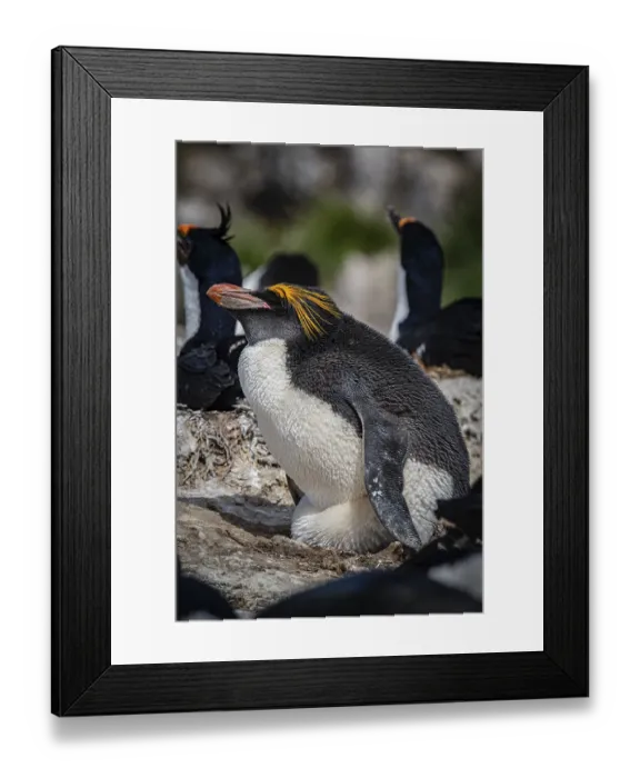 Framed Print : Golden crested penguin (Eudyptes chrysolophus)