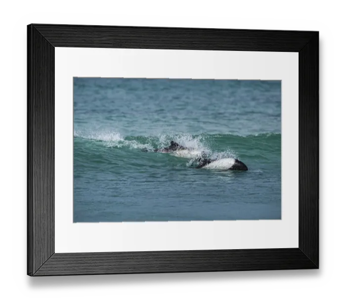 Framed Print : Commerson's dolphins (Cephalorhynchus commersonii)