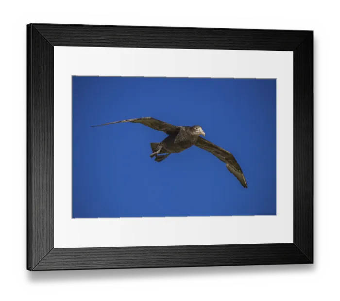 Framed Print : Southern Giant Petrel (Macronectes giganteus)