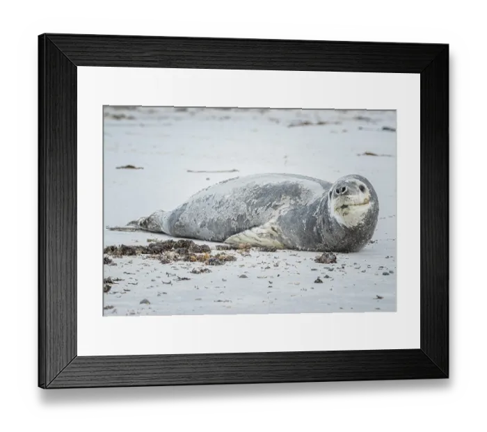 Framed Print : Leopard seal (Hydrurga leptonyx) resting on a beach