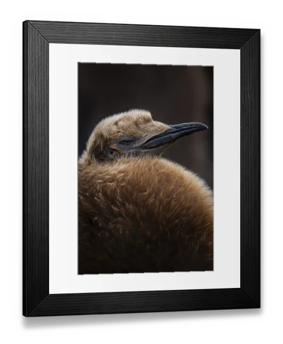 Framed Print : King penguin (Aptenodytes patagonicus)