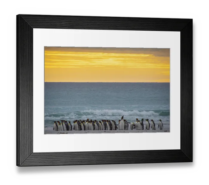 Framed Print : King penguins (Aptenodytes patagonicus) Framed Print : King penguins (Aptenodytes patagonicus)