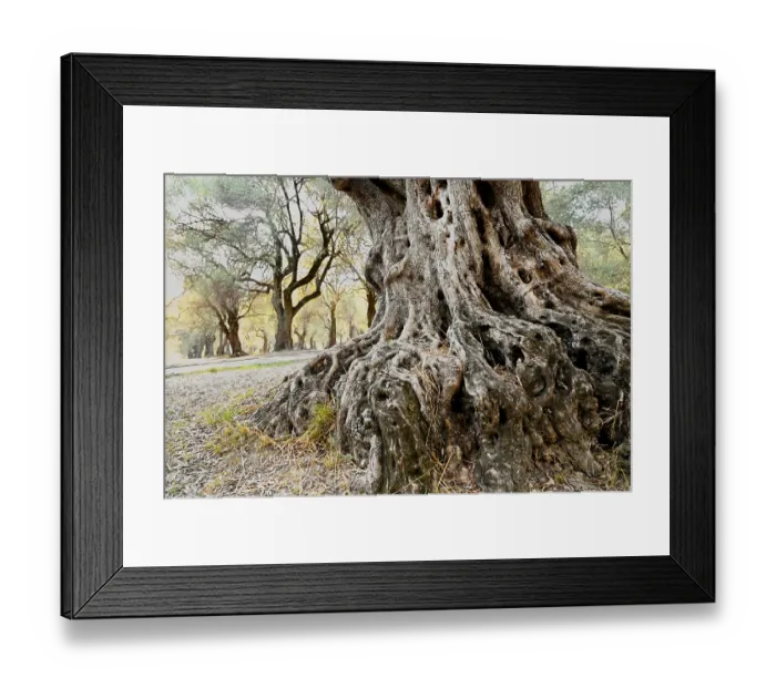 Framed Print : Roots of an olive tree in the Parc Pian Framed Print : Roots of an olive tree in the Parc Pian