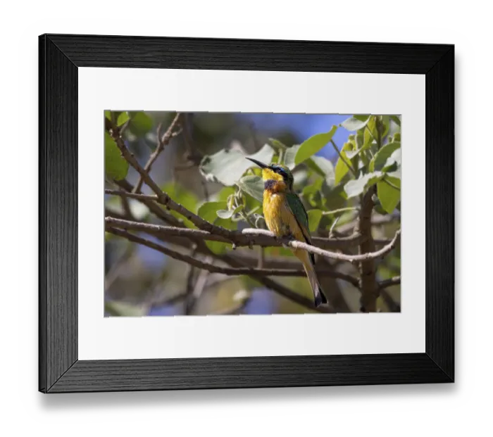 Framed Print : Colroful Little bee-eater (Merops pusillus)