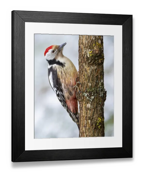 Framed Print : Middle spotted woodpecker (Leiopicus medius) sitting on a tree trunk in front of a snow-covered background Framed Print : Middle spotted woodpecker (Leiopicus medius) sitting on a tree trunk in front of a snow-covered background