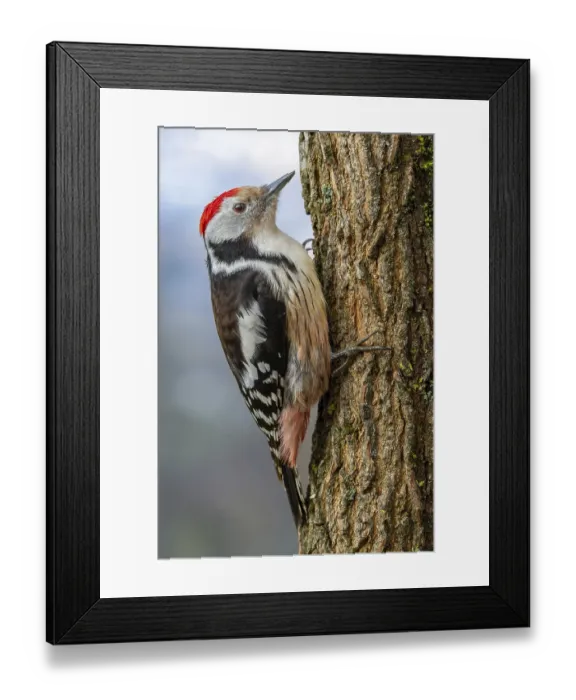 Framed Print : Middle spotted woodpecker (Leiopicus medius) sitting on a tree trunk with coarse-pored bark