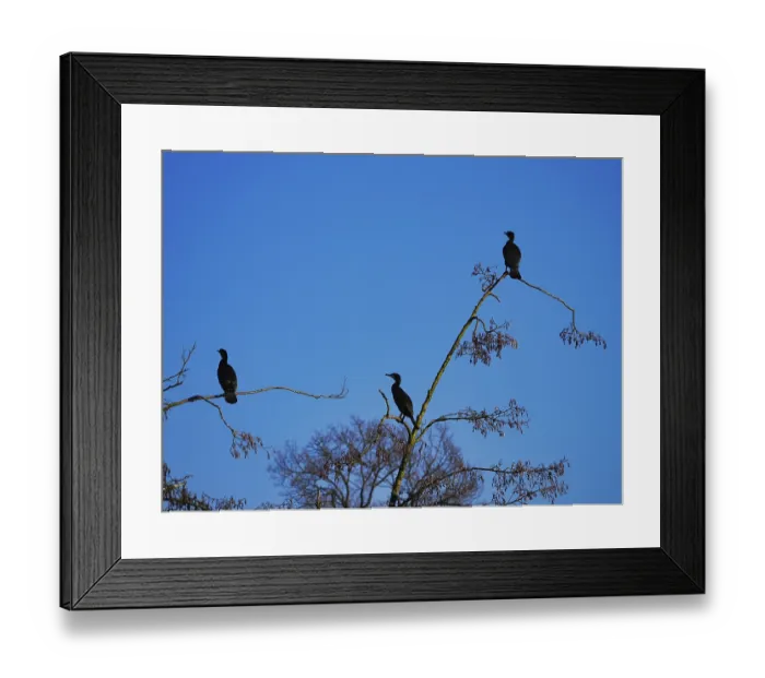 Framed Print : Three cormorants (Phalacrocorax carbo) on a tree