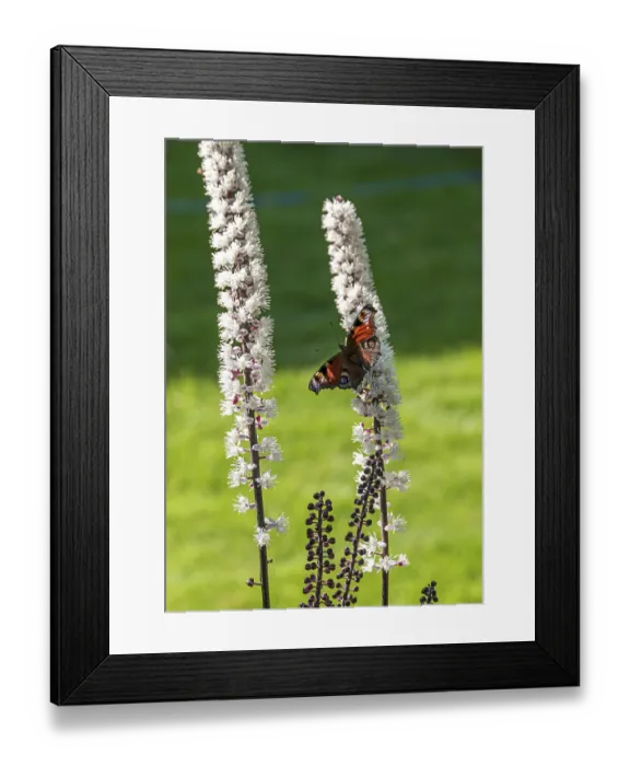 Framed Print : Silver primrose (Actaea simplex Chocoholic') Silver primrose (Actaea simplex Chocoholic')