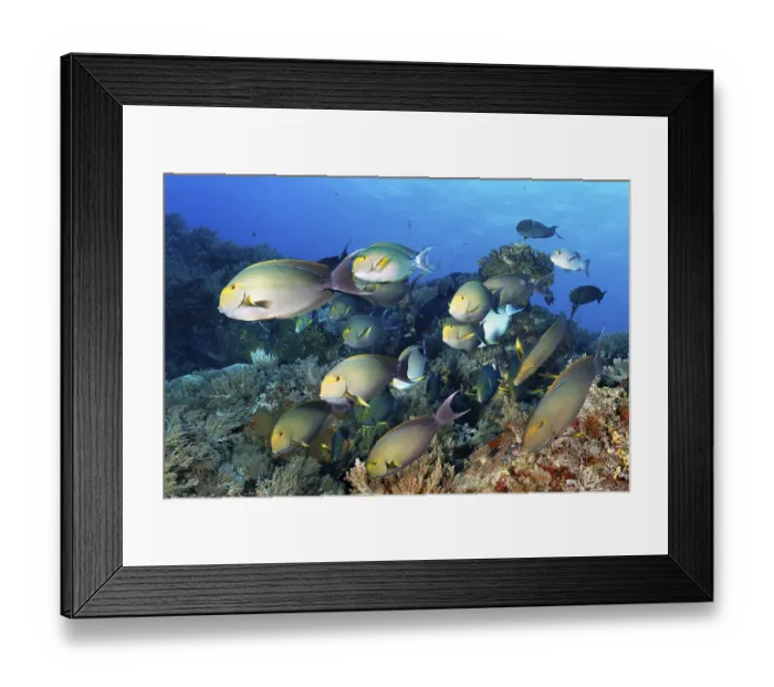Framed Print : Swarm of fish Yellowfin surgeonfish (Acanthurus xanthopterus) Framed Print : Swarm of fish Yellowfin surgeonfish (Acanthurus xanthopterus)