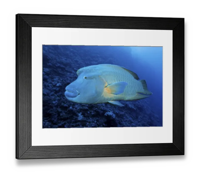 Framed Print : Humphead Wrasse (Cheilinus undulatus) Red Sea