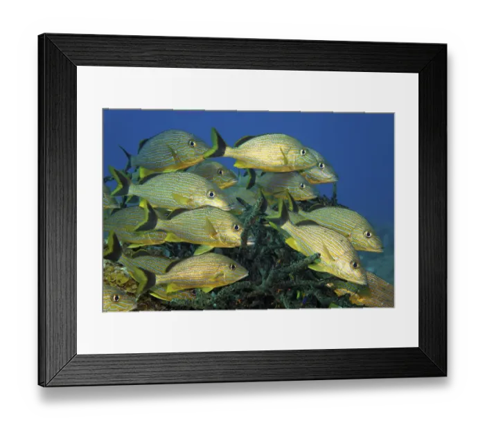 Framed Print : Shoal of blue-striped grunts (Haemulon sciurus) Framed Print : Shoal of blue-striped grunts (Haemulon sciurus)