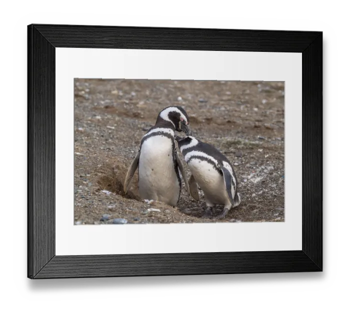 Framed Print : Two Magellanic penguins (Spheniscus magellanicus) in the Penguin National Park on Magdalena Island Framed Print : Two Magellanic penguins (Spheniscus magellanicus) in the Penguin National Park on Magdalena Island