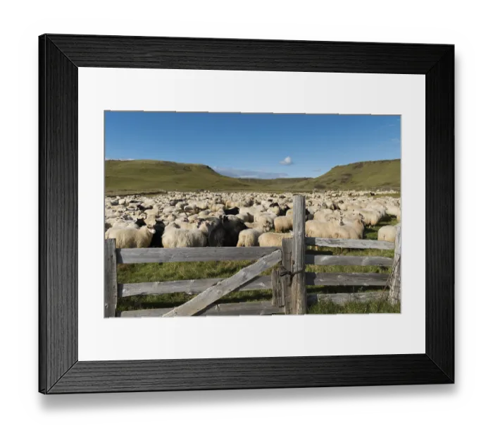 Framed Print : Domestic sheep (Ovis aries), sheep drive or rettir