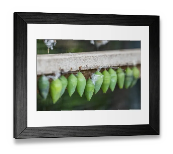Framed Print : Row of green cocoons with needles attached to a wooden frame
