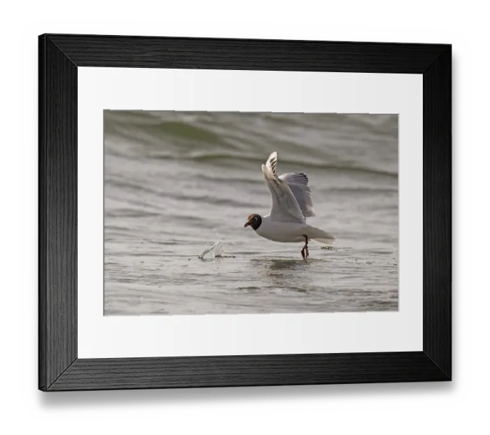Framed Print : Black-headed gull (Chroicocephalus ridibundus) in summer plumage