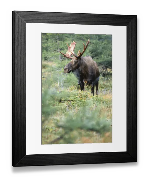 Framed Print : Moose. Alces alces. Bull moose standing and watching