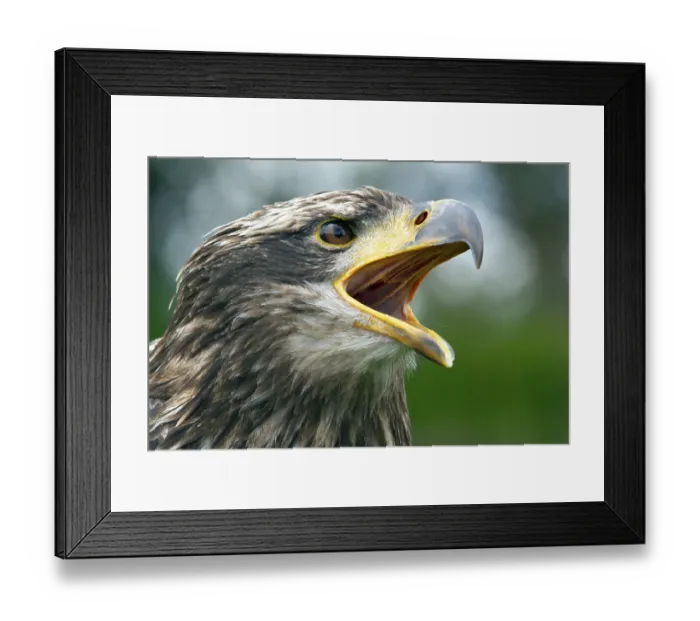 Framed Print : Black chested buzzard, Geranoaetus melanoleucus Framed Print : Black chested buzzard, Geranoaetus melanoleucus