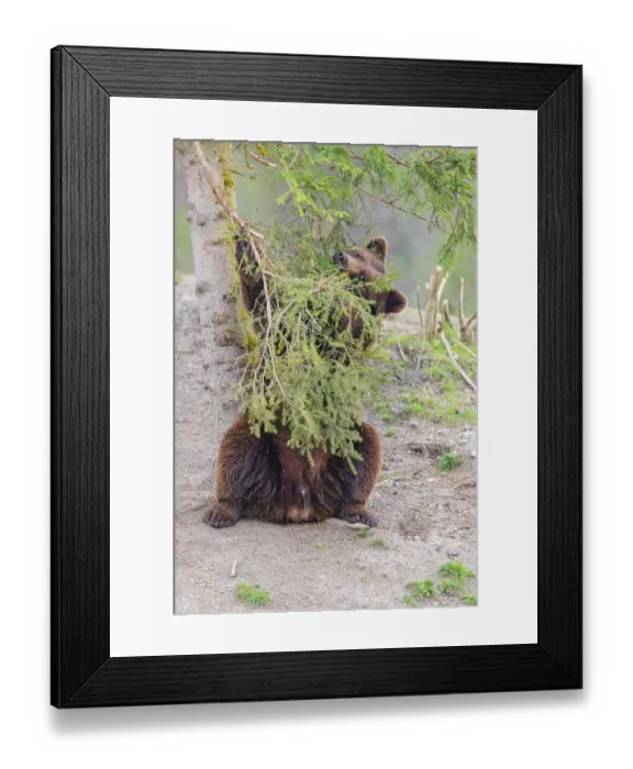 Framed Print : A young male Eurasian brown bear (Ursus arctos arctos) sits under a spruce tree and eats the needles