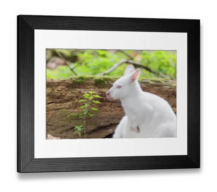 Framed Print : An albino red-necked wallaby or Bennett's wallaby (Macropus rufogriseus) sits in a meadow next to a rotting