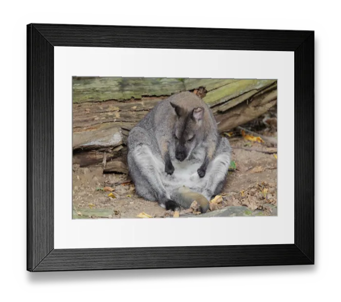 Framed Print : A red-necked wallaby or Bennett's wallaby (Macropus rufogriseus) Framed Print : A red-necked wallaby or Bennett's wallaby (Macropus rufogriseus)