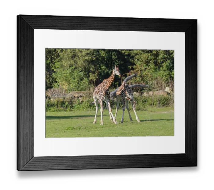 Framed Print : Two male Rothschild's Giraffe (Giraffa camelopardalis camelopardalis) Framed Print : Two male Rothschild's Giraffe (Giraffa camelopardalis camelopardalis)