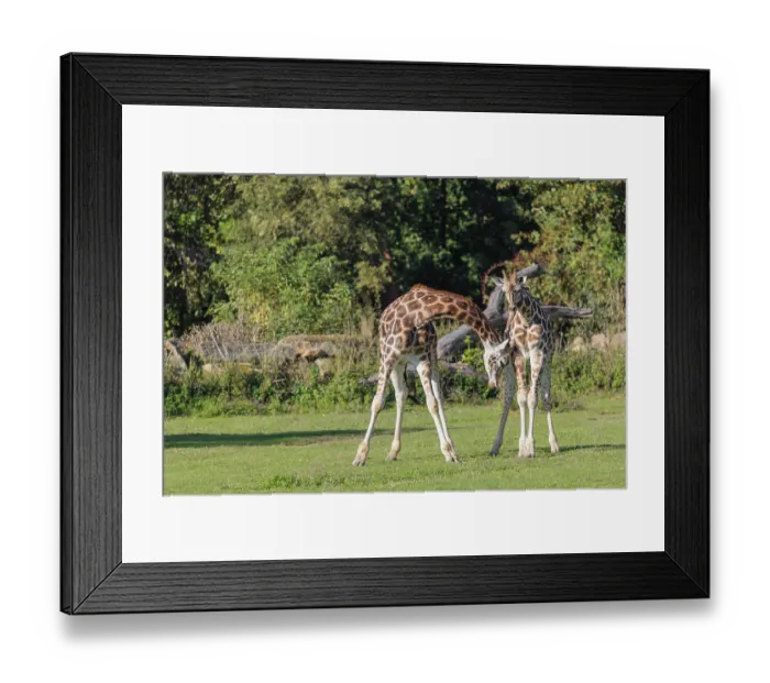 Framed Print : Two male Rothschild's Giraffe (Giraffa camelopardalis camelopardalis)