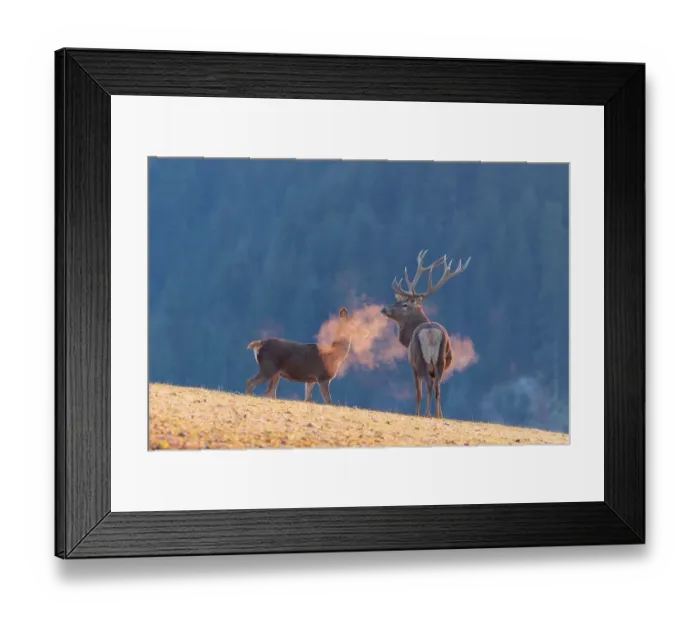 Framed Print : A red deer stag (Cervus elaphus) and a hind stand in the first light of day on a meadow covered in hoar frost