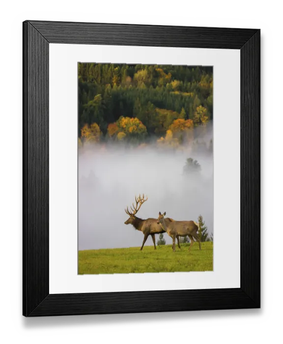 Framed Print : An Altai maral stag with a hind